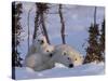 Polar Bear with Cubs, (Ursus Maritimus), Churchill, Manitoba, Canada-Thorsten Milse-Stretched Canvas