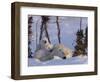 Polar Bear with Cubs, (Ursus Maritimus), Churchill, Manitoba, Canada-Thorsten Milse-Framed Photographic Print