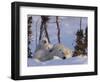 Polar Bear with Cubs, (Ursus Maritimus), Churchill, Manitoba, Canada-Thorsten Milse-Framed Photographic Print