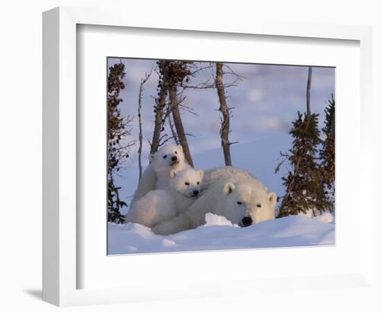 Polar Bear with Cubs, (Ursus Maritimus), Churchill, Manitoba, Canada-Thorsten Milse-Framed Photographic Print