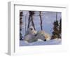 Polar Bear with Cubs, (Ursus Maritimus), Churchill, Manitoba, Canada-Thorsten Milse-Framed Photographic Print