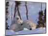 Polar Bear with Cubs, (Ursus Maritimus), Churchill, Manitoba, Canada-Thorsten Milse-Mounted Photographic Print