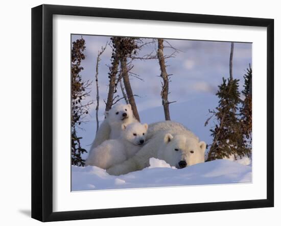 Polar Bear with Cubs, (Ursus Maritimus), Churchill, Manitoba, Canada-Thorsten Milse-Framed Photographic Print