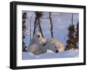 Polar Bear with Cubs, (Ursus Maritimus), Churchill, Manitoba, Canada-Thorsten Milse-Framed Photographic Print