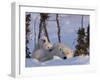 Polar Bear with Cubs, (Ursus Maritimus), Churchill, Manitoba, Canada-Thorsten Milse-Framed Photographic Print