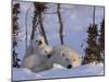 Polar Bear with Cubs, (Ursus Maritimus), Churchill, Manitoba, Canada-Thorsten Milse-Mounted Photographic Print