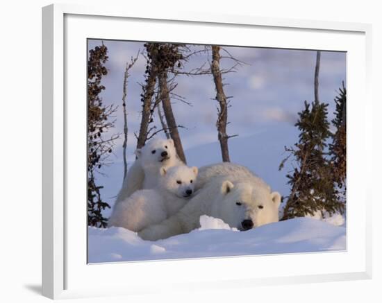 Polar Bear with Cubs, (Ursus Maritimus), Churchill, Manitoba, Canada-Thorsten Milse-Framed Photographic Print