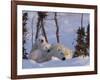 Polar Bear with Cubs, (Ursus Maritimus), Churchill, Manitoba, Canada-Thorsten Milse-Framed Photographic Print