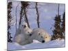 Polar Bear with Cubs, (Ursus Maritimus), Churchill, Manitoba, Canada-Thorsten Milse-Mounted Photographic Print