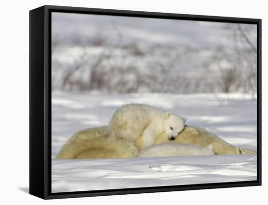 Polar Bear with Cubs, (Ursus Maritimus), Churchill, Manitoba, Canada-Thorsten Milse-Framed Stretched Canvas