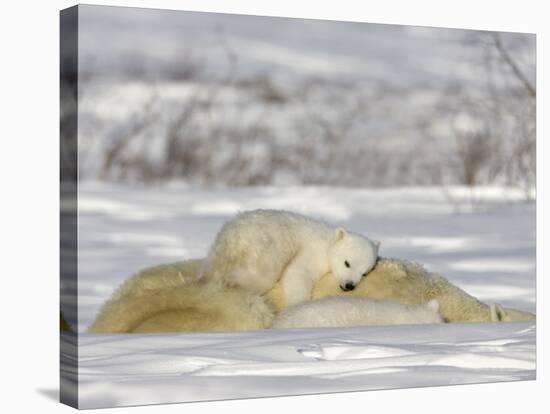 Polar Bear with Cubs, (Ursus Maritimus), Churchill, Manitoba, Canada-Thorsten Milse-Stretched Canvas