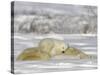 Polar Bear with Cubs, (Ursus Maritimus), Churchill, Manitoba, Canada-Thorsten Milse-Stretched Canvas