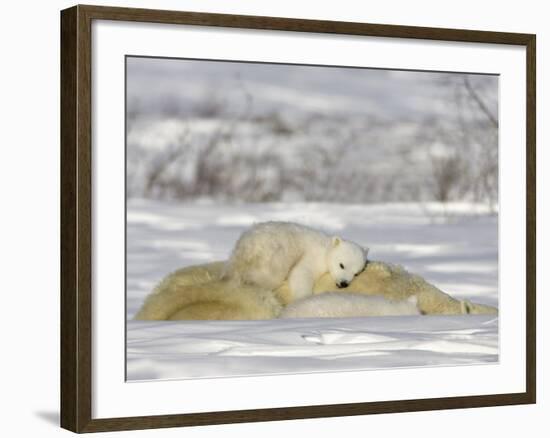 Polar Bear with Cubs, (Ursus Maritimus), Churchill, Manitoba, Canada-Thorsten Milse-Framed Photographic Print