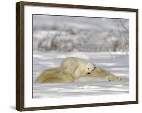 Polar Bear with Cubs, (Ursus Maritimus), Churchill, Manitoba, Canada-Thorsten Milse-Framed Photographic Print