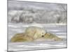 Polar Bear with Cubs, (Ursus Maritimus), Churchill, Manitoba, Canada-Thorsten Milse-Mounted Photographic Print