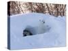 Polar Bear with Cubs, Ursus Maritimus, Churchill, Manitoba, Canada-Thorsten Milse-Stretched Canvas