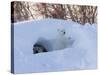 Polar Bear with Cubs, Ursus Maritimus, Churchill, Manitoba, Canada-Thorsten Milse-Stretched Canvas