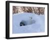 Polar Bear with Cubs, Ursus Maritimus, Churchill, Manitoba, Canada-Thorsten Milse-Framed Photographic Print