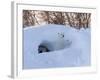 Polar Bear with Cubs, Ursus Maritimus, Churchill, Manitoba, Canada-Thorsten Milse-Framed Photographic Print