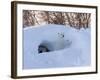 Polar Bear with Cubs, Ursus Maritimus, Churchill, Manitoba, Canada-Thorsten Milse-Framed Photographic Print