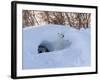 Polar Bear with Cubs, Ursus Maritimus, Churchill, Manitoba, Canada-Thorsten Milse-Framed Photographic Print