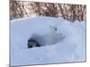 Polar Bear with Cubs, Ursus Maritimus, Churchill, Manitoba, Canada-Thorsten Milse-Mounted Photographic Print