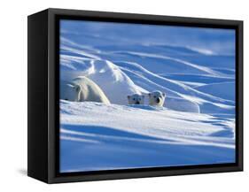 Polar Bear with Cubs, (Ursus Maritimus), Churchill, Manitoba, Canada-Thorsten Milse-Framed Stretched Canvas