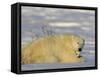 Polar Bear with Cubs, (Ursus Maritimus), Churchill, Manitoba, Canada-Thorsten Milse-Framed Stretched Canvas