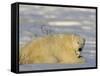 Polar Bear with Cubs, (Ursus Maritimus), Churchill, Manitoba, Canada-Thorsten Milse-Framed Stretched Canvas