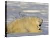 Polar Bear with Cubs, (Ursus Maritimus), Churchill, Manitoba, Canada-Thorsten Milse-Stretched Canvas