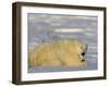 Polar Bear with Cubs, (Ursus Maritimus), Churchill, Manitoba, Canada-Thorsten Milse-Framed Photographic Print