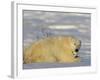 Polar Bear with Cubs, (Ursus Maritimus), Churchill, Manitoba, Canada-Thorsten Milse-Framed Photographic Print