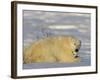 Polar Bear with Cubs, (Ursus Maritimus), Churchill, Manitoba, Canada-Thorsten Milse-Framed Photographic Print