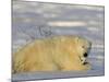 Polar Bear with Cubs, (Ursus Maritimus), Churchill, Manitoba, Canada-Thorsten Milse-Mounted Photographic Print