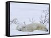 Polar Bear with Cubs, (Ursus Maritimus), Churchill, Manitoba, Canada-Thorsten Milse-Framed Stretched Canvas