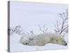 Polar Bear with Cubs, (Ursus Maritimus), Churchill, Manitoba, Canada-Thorsten Milse-Stretched Canvas