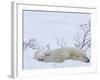 Polar Bear with Cubs, (Ursus Maritimus), Churchill, Manitoba, Canada-Thorsten Milse-Framed Photographic Print