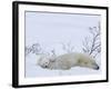 Polar Bear with Cubs, (Ursus Maritimus), Churchill, Manitoba, Canada-Thorsten Milse-Framed Photographic Print