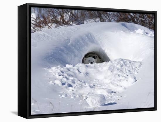 Polar Bear with Cubs, (Ursus Maritimus), Churchill, Manitoba, Canada-Thorsten Milse-Framed Stretched Canvas