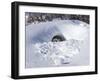 Polar Bear with Cubs, (Ursus Maritimus), Churchill, Manitoba, Canada-Thorsten Milse-Framed Photographic Print