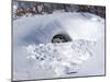 Polar Bear with Cubs, (Ursus Maritimus), Churchill, Manitoba, Canada-Thorsten Milse-Mounted Photographic Print