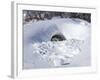 Polar Bear with Cubs, (Ursus Maritimus), Churchill, Manitoba, Canada-Thorsten Milse-Framed Photographic Print