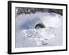 Polar Bear with Cubs, (Ursus Maritimus), Churchill, Manitoba, Canada-Thorsten Milse-Framed Photographic Print