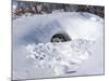 Polar Bear with Cubs, (Ursus Maritimus), Churchill, Manitoba, Canada-Thorsten Milse-Mounted Photographic Print