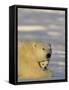 Polar Bear with Cubs, (Ursus Maritimus), Churchill, Manitoba, Canada-Thorsten Milse-Framed Stretched Canvas