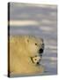 Polar Bear with Cubs, (Ursus Maritimus), Churchill, Manitoba, Canada-Thorsten Milse-Stretched Canvas