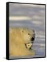 Polar Bear with Cubs, (Ursus Maritimus), Churchill, Manitoba, Canada-Thorsten Milse-Framed Stretched Canvas