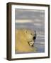 Polar Bear with Cubs, (Ursus Maritimus), Churchill, Manitoba, Canada-Thorsten Milse-Framed Photographic Print