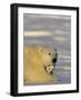 Polar Bear with Cubs, (Ursus Maritimus), Churchill, Manitoba, Canada-Thorsten Milse-Framed Photographic Print