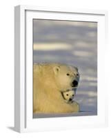 Polar Bear with Cubs, (Ursus Maritimus), Churchill, Manitoba, Canada-Thorsten Milse-Framed Photographic Print